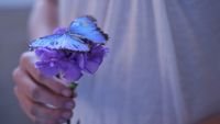 pic for Blue Butterfly On Blue Flower 